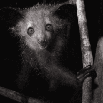 Daily Dive # 014 | The Aye-Aye: Madagascar’s Strangest Lemur